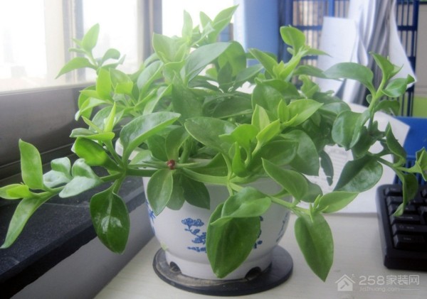 什么植物可以防辐射效果好 玩电脑手机必备