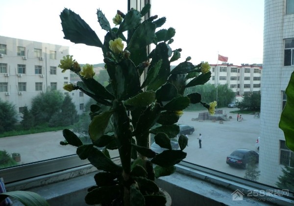 什么植物可以防辐射效果好 玩电脑手机必备