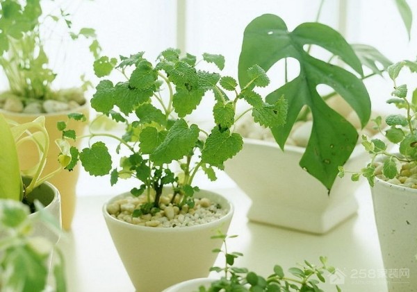 合摆在办公室的植物有哪些?办公室植物摆放忌宜